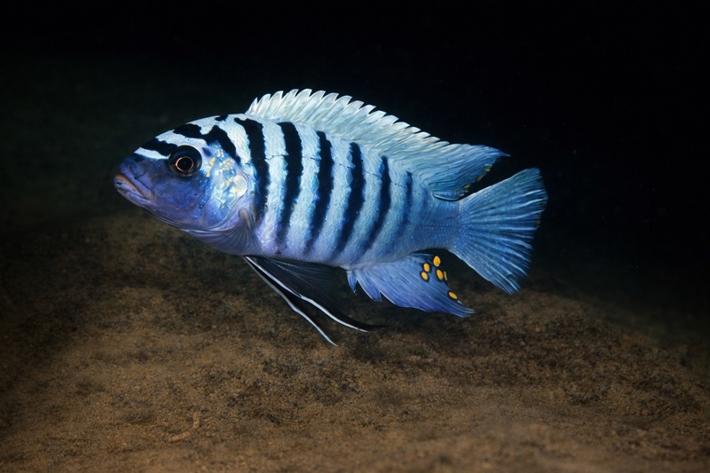 Maylandia zebra 'Harbour Island'